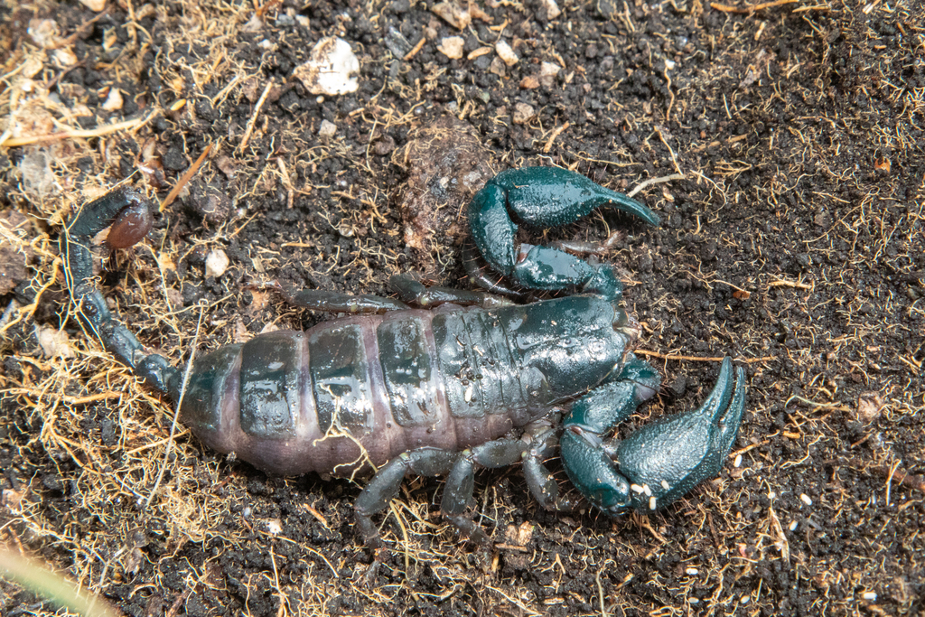 Wrinkled Docile Scorpion