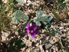 Erodium texanum