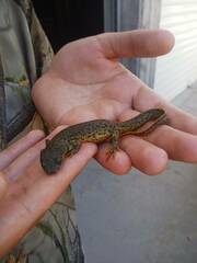 Pleurodeles nebulosus