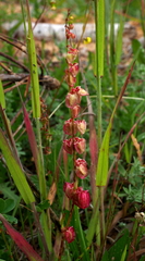 Rumex occultans