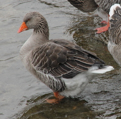 Anser anser domesticus