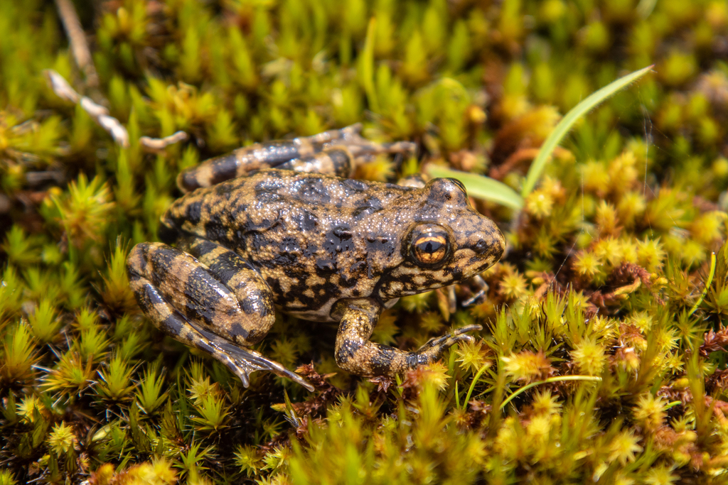 Johnston's River Frog