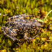 Johnston's River Frog - Photo (c) Ruben Foquet, some rights reserved (CC BY-NC), uploaded by Ruben Foquet