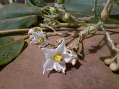 Solanum variabile