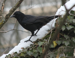 Corvus corone