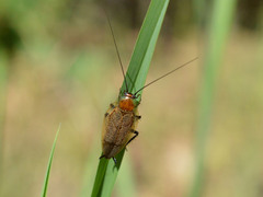 Ectobius erythronotus
