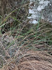 Festuca actae
