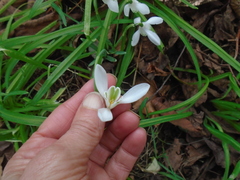 Galanthus nivalis