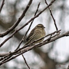 Emberiza