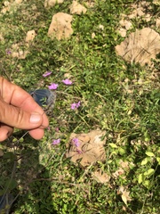 Commicarpus