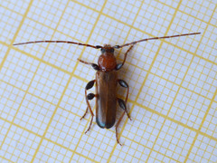 Phymatodes testaceus