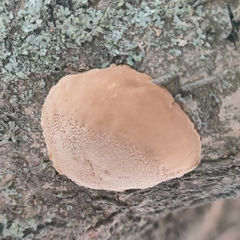 Phellinus pomaceus