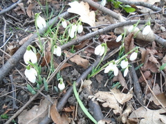 Galanthus nivalis