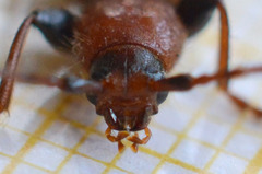 Phymatodes testaceus