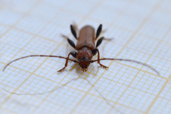 Phymatodes testaceus