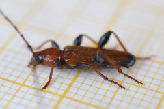 Phymatodes testaceus