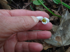 Galanthus nivalis