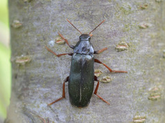 Melandrya caraboides
