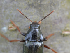 Melandrya caraboides