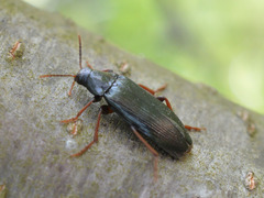 Melandrya caraboides