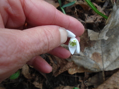 Galanthus nivalis