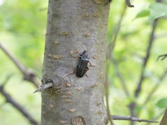 Melandrya caraboides