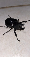 Xylotrupes australicus