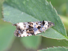 Endothenia