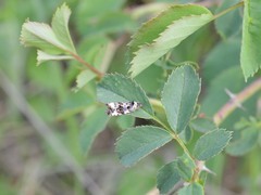 Endothenia