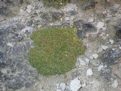 Lithophila muscoides