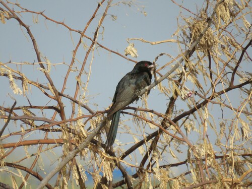 Asian Koel