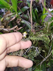 Dichaea neglecta