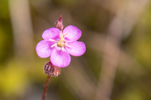 Madagascar Sundew