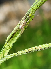 Arachosia praesignis