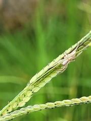 Arachosia praesignis