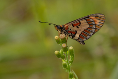 Acraea cabira