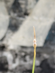 Arachosia praesignis