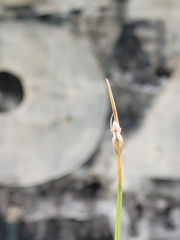 Arachosia praesignis