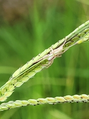 Arachosia praesignis