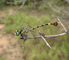 Paragomphus sabicus
