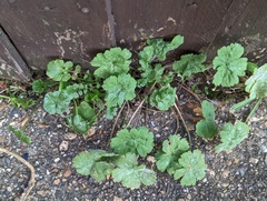 Geranium rotundifolium