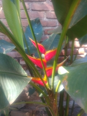 Heliconia stricta