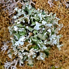 Cladonia foliacea