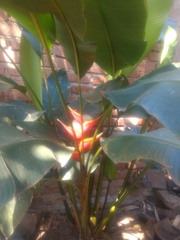 Heliconia stricta