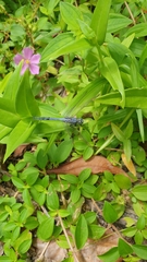 Orthetrum chrysostigma