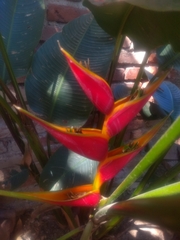 Heliconia stricta