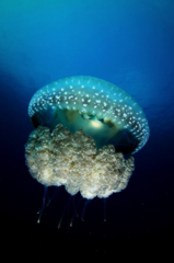 Phyllorhiza punctata