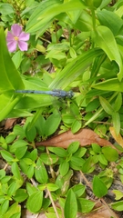 Orthetrum chrysostigma