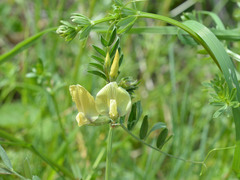 Vicia grandiflora