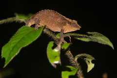 Rhampholeon platyceps